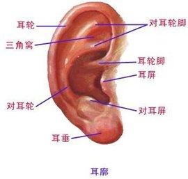 注射丰耳垂的效果如何?