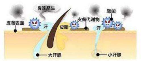 除腋臭效果怎样