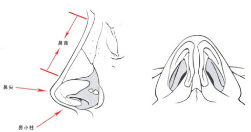 武汉缩小鼻翼会缩小鼻孔吗